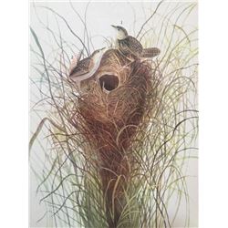 c1946 Audubon Print, #175 Short-Billed Marsh Wren