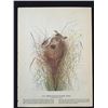 Image 2 : c1946 Audubon Print, #175 Short-Billed Marsh Wren