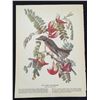 Image 2 : c1946 Audubon Print, #170 Gray Kingbird