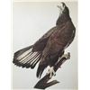 Image 1 : c1946 Audubon Print, #126 Bald Eagle