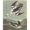 Image 1 : c1946 Audubon Print, #347 Smew, Diving Duck