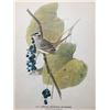 Image 2 : c1946 Audubon Print, White-Crowned Sparrow