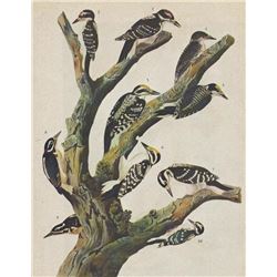 c1946 Audubon Print, Two Woodpeckers