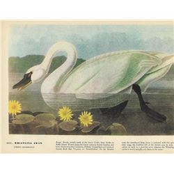 c1946 Audubon Print, Whistling Swan