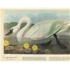 Image 1 : c1946 Audubon Print, Whistling Swan