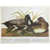 Image 1 : c1946 Audubon Print, #229 Lesser Scaup Duck