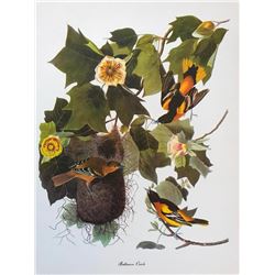 c1950 Audubon Print, Baltimore Oriole