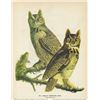 Image 1 : c1946 Audubon Print, Great Horned Owl (4)