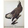 Image 2 : c1946 Audubon Print, Bald Eagle #126 (x1)