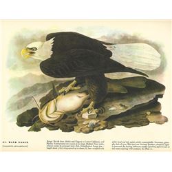 c1946 Audubon Print, Bald Eagle #31