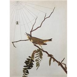 c1946 Audubon Print, #150 Red-Eyed Vireo