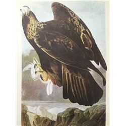 c1946 Audubon Print, #181 Golden Eagle