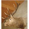 Image 1 : TROPHY MOUNTED ELK