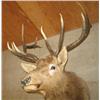 Image 2 : TROPHY MOUNTED ELK