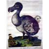 Image 1 : A PRINT OF "THE HOUNDED DODO" In a maple frame  1