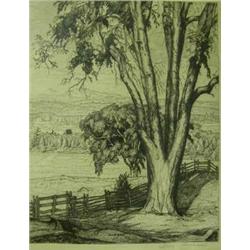 AN ETCHING,  BIG ELM  Pencil signed LR,  Luigi Lu