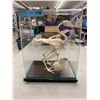 Image 1 : CHICKEN BONES & CHICK IN GLASS DISPLAY CASE