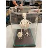 Image 2 : CHICKEN BONES & CHICK IN GLASS DISPLAY CASE