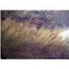 Image 3 : 19th C. oil on canvas; landscape with highland ca