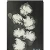 Image 1 : Lee Miller American Modernist Photogram