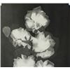Image 3 : Lee Miller American Modernist Photogram