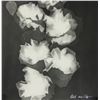 Image 4 : Lee Miller American Modernist Photogram