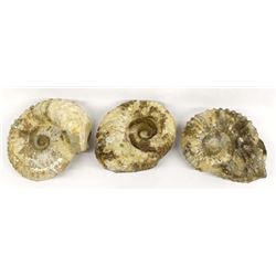 3 Large Ammonite Fossils