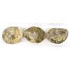 Image 2 : 3 Large Ammonite Fossils