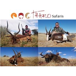 Tharo Safaris