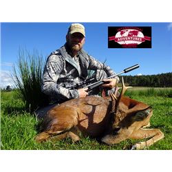 International Adventures Unlimited - Roe Deer