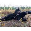 Image 1 : Minnesota Big Bear Specialist