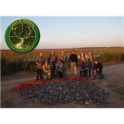 Caza Y Safaris - Doves and Pigeons