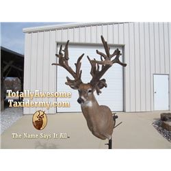 Totally Awesome Taxidermy