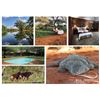 Image 1 : Nile Crocodile Safaris