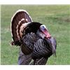 Image 1 : Kansas Turkey Hunt