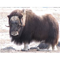 Greenland Winter Musx Ox Hunt