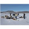 Image 5 : Greenland Winter Musx Ox Hunt