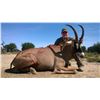 Image 2 : 7 Day Sable OR Roan Antelope Bull Hunt for One Hunter and One Non-Hunter