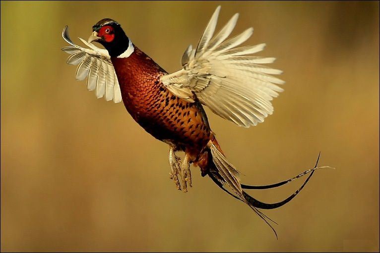 6 Bird Wisconsin Pheasant Hunt