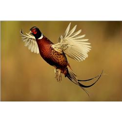 6 Bird Wisconsin Pheasant Hunt