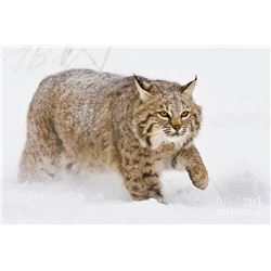 3 Day Predator Hunt in Kansas