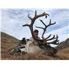 Image 2 : Greenland Musk Ox and Reindeer Summer/Fall Hunt