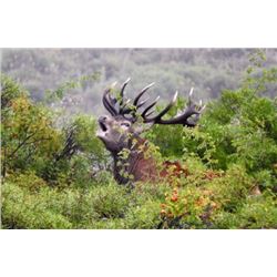 5 Day Red Stag or Water Buffalo Hunt in Argentina