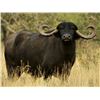 Image 2 : 5 Day Red Stag or Water Buffalo Hunt in Argentina