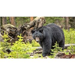 Idaho Black Bear hunt for 2