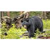 Image 1 : Idaho Black Bear hunt for 2