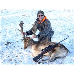 Trophy Fallow Deer Hunt in Wisconsin