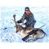 Image 1 : Trophy Fallow Deer Hunt in Wisconsin