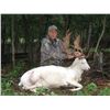 Image 2 : Trophy Fallow Deer Hunt in Wisconsin