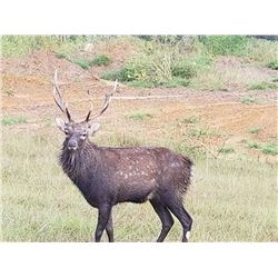Texas Wild Boar & Sika Stag Hunt, 1 Hunter, 1 Observer